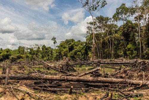 Desfloresta&ccedil;&atilde;o: ap&oacute;s um ano negro em 2024, as florestas tropicais prim&aacute;rias conheceram uma tr&eacute;gua em 2025
