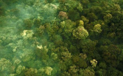 os-paises-da-bacia-do-congo-se-organizam-para-aproveitar-melhor-os-mercados-de-carbono