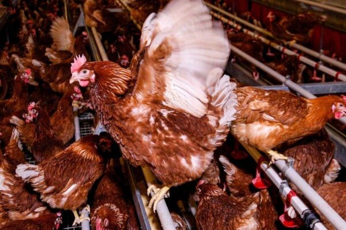 Ghana : um plano nacional de desenvolvimento da avicultura est&aacute; em prepara&ccedil;&atilde;o