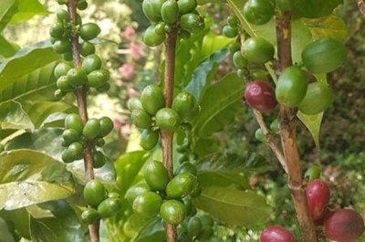 ruanda-aumento-de-6-nas-receitas-de-exportacao-agricola-em-2024-2025