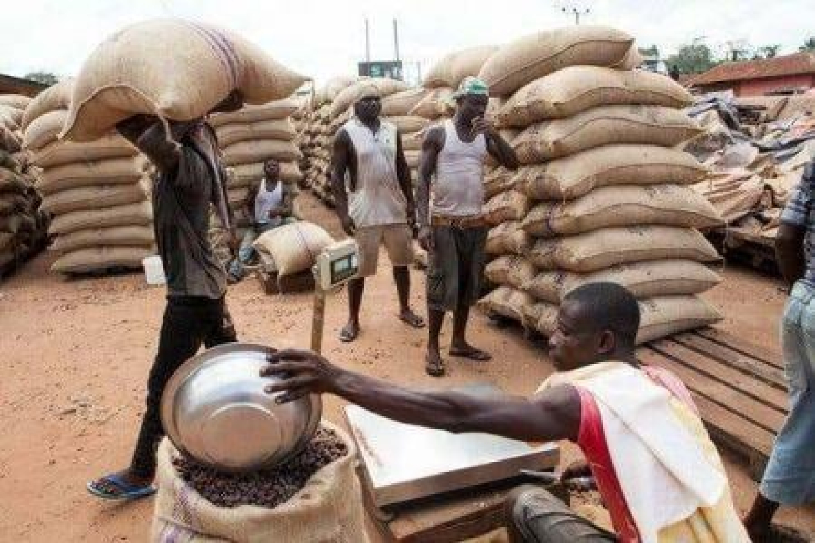 Costa do Marfim: Retomada das compras de cacau ap&oacute;s elimina&ccedil;&atilde;o das primas