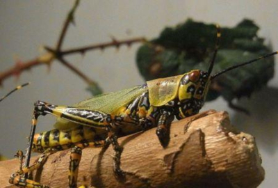 seguranca-alimentar-madagascar-intensifica-a-resposta-contra-os-gafanhotos