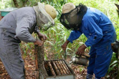 mocambique-prepara-um-plano-de-investimento-de-10-milhoes-de-dolares-na-apicultura