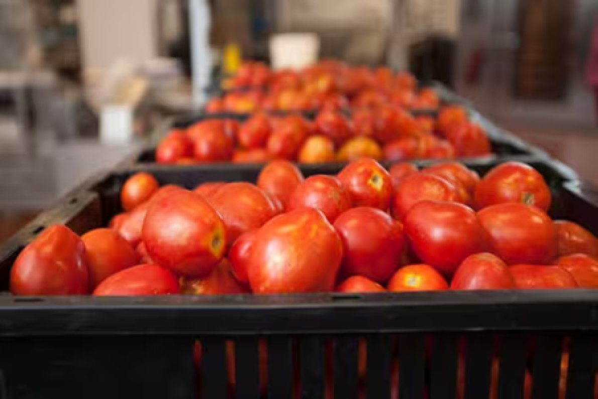 Tomates: Marrocos quer acelerar a diversifica&ccedil;&atilde;o das suas exporta&ccedil;&otilde;es para fora da Europa