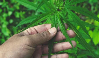 o-gana-avanca-na-regulamentacao-da-industria-da-cannabis