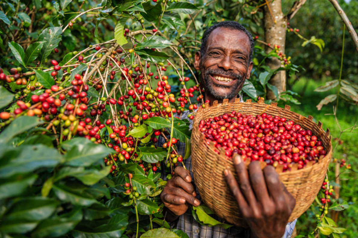 Gigantes do caf&eacute; lan&ccedil;am uma iniciativa global para cartografar as explora&ccedil;&otilde;es agr&iacute;colas