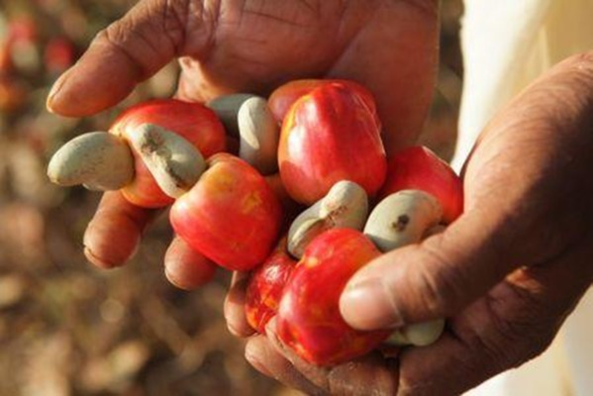 Gana: redu&ccedil;&atilde;o de 20% no pre&ccedil;o m&iacute;nimo &agrave; porta da explora&ccedil;&atilde;o da castanha de caju em 2025/2026