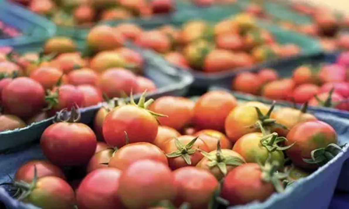Marrocos: a UE importou mais de mil milh&otilde;es de d&oacute;lares em tomates em 2024/2025 (+7%)