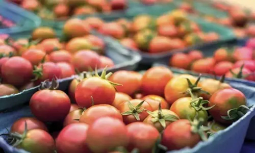 Marrocos: a UE importou mais de mil milh&otilde;es de d&oacute;lares em tomates em 2024/2025 (+7%)