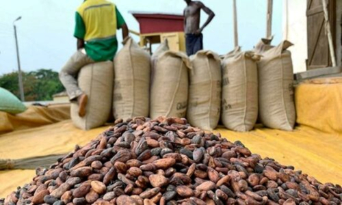 Gana: pre&ccedil;o de compra do cacau reduzido em 28 % para o restante da temporada 2025/2026