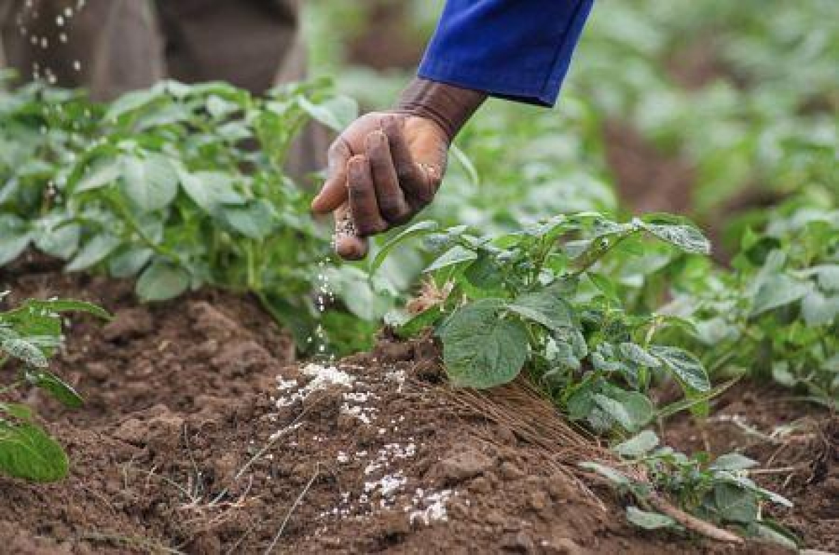 Gana opta pela distribui&ccedil;&atilde;o gratuita de fertilizantes aos agricultores em 2026