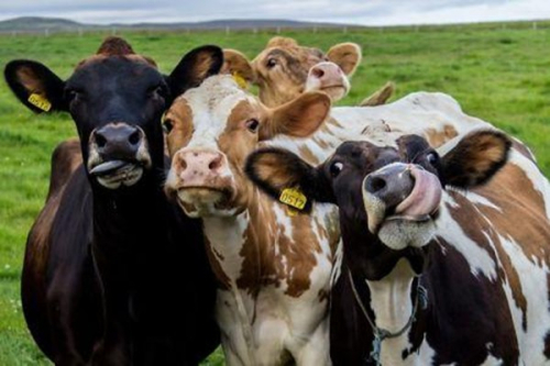 marrocos-rumo-a-um-reforco-do-comercio-de-produtos-de-origem-animal-com-a-polonia