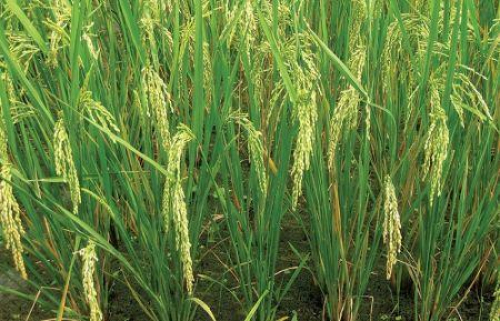 A Tanz&acirc;nia ambiciona triplicar a sua produ&ccedil;&atilde;o de arroz em casca at&eacute; 2030.