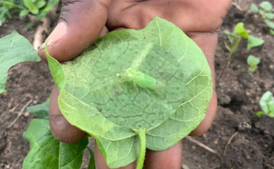 inundacoes-e-jassideos-desde-2023-a-fileira-do-algodao-perde-cerca-de-17-5-milhoes-de-dolares-por-ano-nos-camaroes